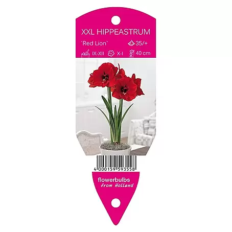 Amaryllis 'Red Lion'