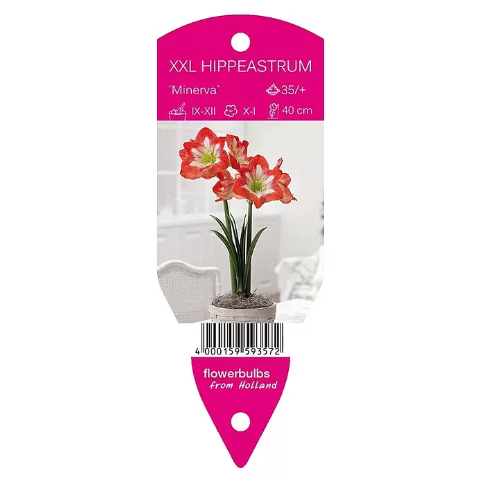 Amaryllis 'Minerva' - Hippeastrum x hybrida, 1 Stk., Rot/Cremeweiß - Vorderansicht