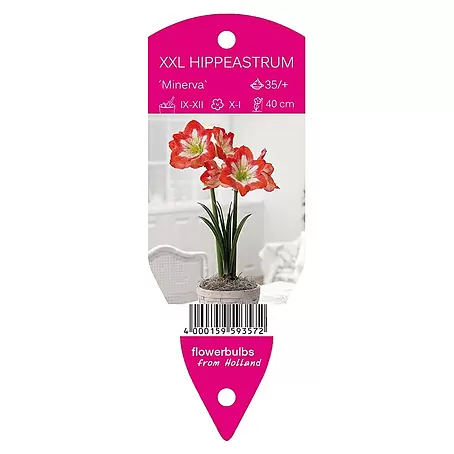 Amaryllis 'Minerva'