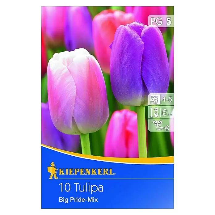Kiepenkerl Frühlingsblumenzwiebel-Mix - Tulipa 'Big Pride', 10 Stk. - Vorderansicht
