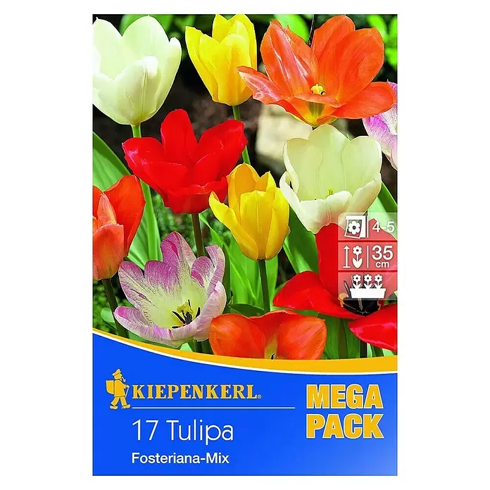 Kiepenkerl Frühlingsblumenzwiebeln Mega-Pack - Tulipa fosteriana Mix, Bunt gemischt, Kaisertulpen, 17 Stk. - Vorderansicht