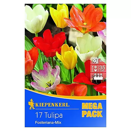 Kiepenkerl  Frühlingsblumenzwiebeln Mega-Pack