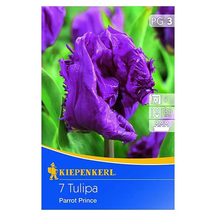 Kiepenkerl Frühlingsblumenzwiebeln Tulpe 'Parrot Prince' - Tulipa x hybrida, 10 Stk. - Vorderansicht