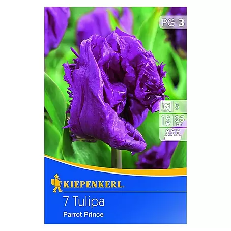 Kiepenkerl  Frühlingsblumenzwiebeln Tulpe 'Parrot Prince'