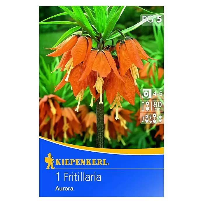 Frühlingsblumenzwiebeln Kaiserkrone 'Aurora' - Fritillaria imperialis, 1 Stk. - Vorderansicht