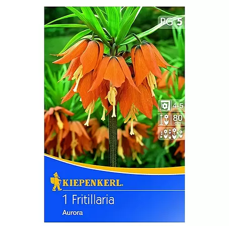Frühlingsblumenzwiebeln Kaiserkrone 'Aurora'