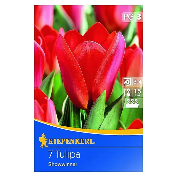 Kiepenkerl Frühlingsblumenzwiebeln Tulpe 'Showwinner' - Tulipa kaufmanniana, 7 Stk. - Vorderansicht