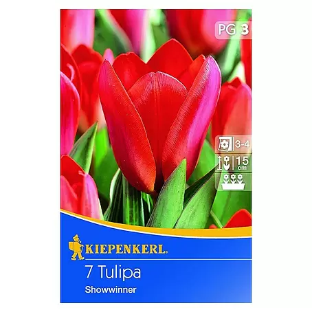 Kiepenkerl  Frühlingsblumenzwiebeln Tulpe 'Showwinner'