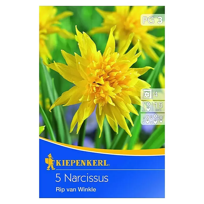 Kiepenkerl Frühlingsblumenzwiebeln Narzisse 'Rip van Winkle' - Narcissus minor, 5 Stk. - Vorderansicht