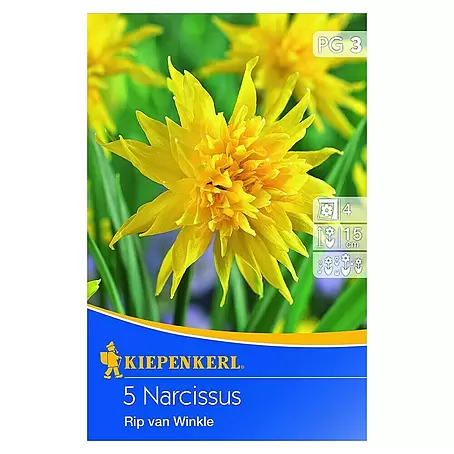 Kiepenkerl  Frühlingsblumenzwiebeln Narzisse 'Rip van Winkle'