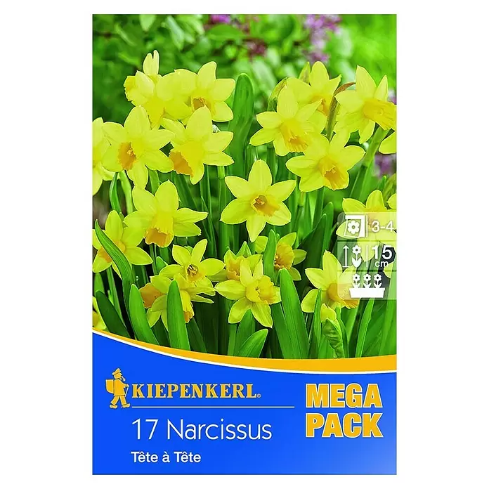 Kiepenkerl Frühlingsblumenzwiebeln Narzisse 'Tête à tête' - Narcissus cyclamineus, 17 Stk. - Vorderansicht