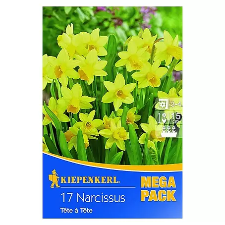 Kiepenkerl  Frühlingsblumenzwiebeln Narzisse 'Tête à tête'