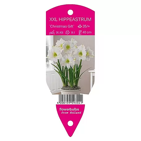 Amaryllis 'Christmasgift'