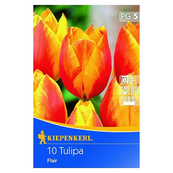 Kiepenkerl Frühlingsblumenzwiebeln Tulpe 'Flair' - Tulipa x hybrida, 10 Stk. - Vorderansicht