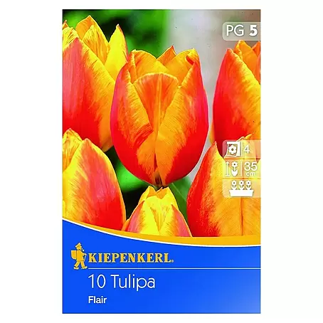 Kiepenkerl  Frühlingsblumenzwiebeln Tulpe 'Flair'