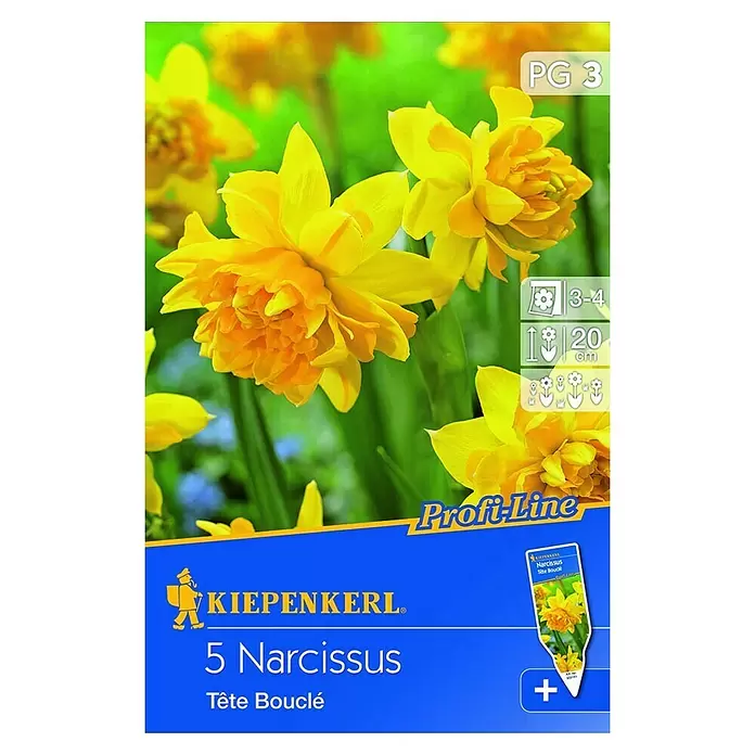 Kiepenkerl Frühlingsblumenzwiebeln Narzisse 'Tête Bouclé' - Narcissus cyclamineus, 5 Stk. - Vorderansicht
