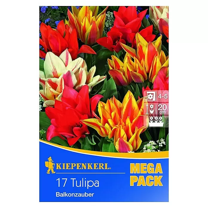 Kiepenkerl Frühlingsblumenzwiebeln Mega-Pack - Tulipa greigii 'Balkonzauber', Bunt gemischt, Balkonzauber, 17 Stk. - Vorderansicht