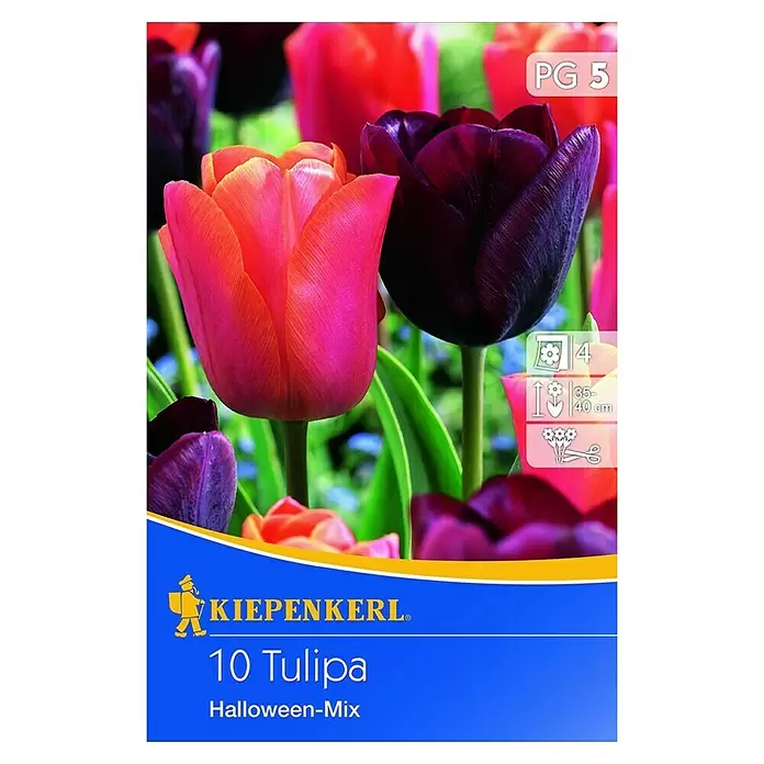 Kiepenkerl Frühlingsblumenzwiebel-Mix - Tulipa 'Halloween Mix, 10 Stk. - Vorderansicht