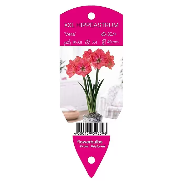 Amaryllis 'Vera' - Hippeastrum x hybrida, 1 Stk., Warmrosa - Vorderansicht