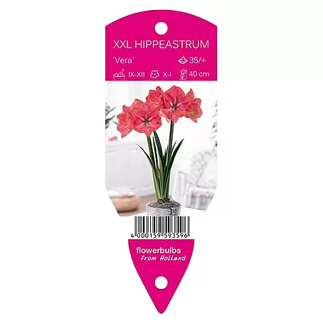 Amaryllis 'Vera'