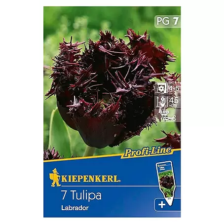 Kiepenkerl  Frühlingsblumenzwiebeln