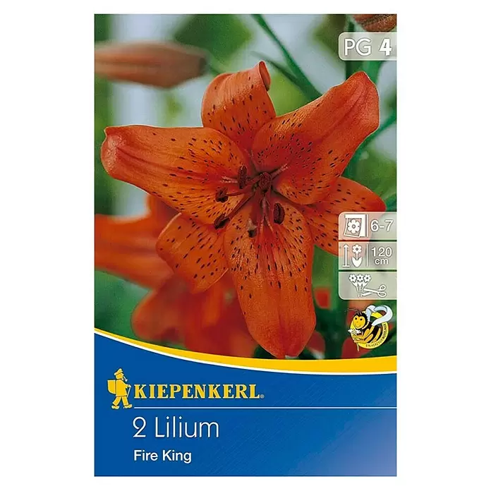 Kiepenkerl Sommerblumenzwiebeln Lilie 'Fire King' - Lilium tigrinum, 2 Stk. - Draufsicht