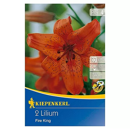 Kiepenkerl  Sommerblumenzwiebeln Lilie 'Fire King'
