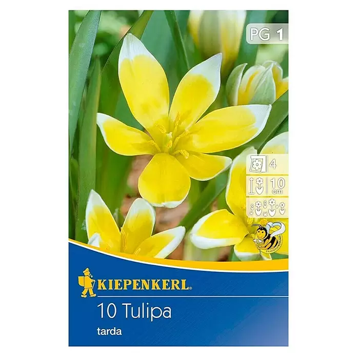 Kiepenkerl Frühlingsblumenzwiebeln Tulpe - Tulipa tarda, 10 Stk. - Draufsicht