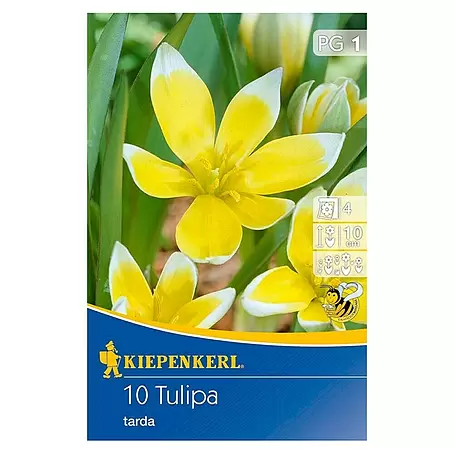 Kiepenkerl  Frühlingsblumenzwiebeln Tulpe