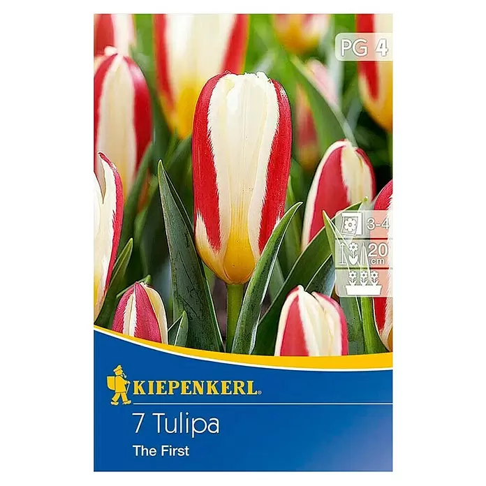 Kiepenkerl Frühlingsblumenzwiebeln Tulpe 'The First' - Tulipa kaufmanniana, 7 Stk. - Draufsicht
