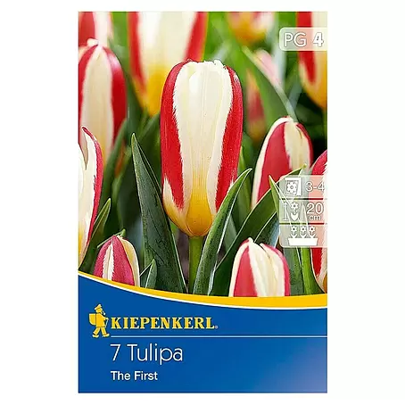 Kiepenkerl  Frühlingsblumenzwiebeln Tulpe 'The First'