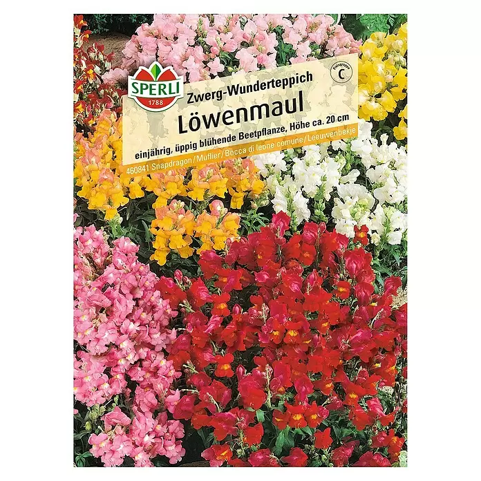 Sperli Blumensamen Löwenmäulchen - Zwerg-Wunderteppich, Antirrhinum majus, Blütezeit: Juli - Vorderansicht