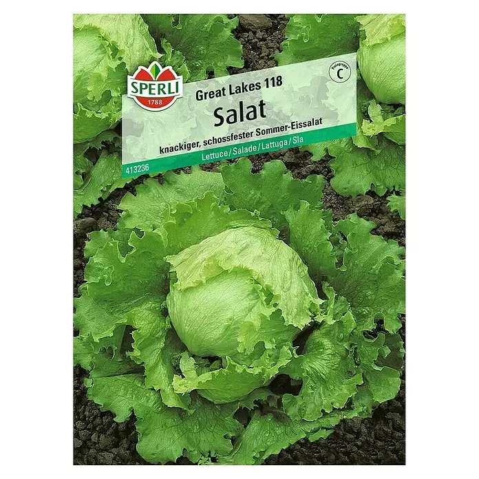 Sperli Salatsamen Great Lakes 118 - Lactuca sativa, Erntezeit: Juni - Vorderansicht