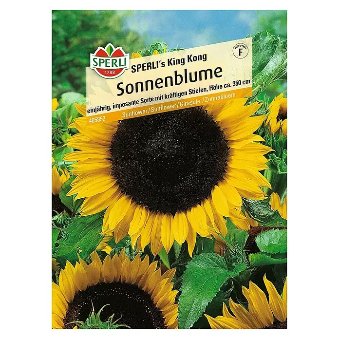 Sperli Blumensamen Sonnenblume - King Kong, Helianthus annuus, Blütezeit: August - Vorderansicht