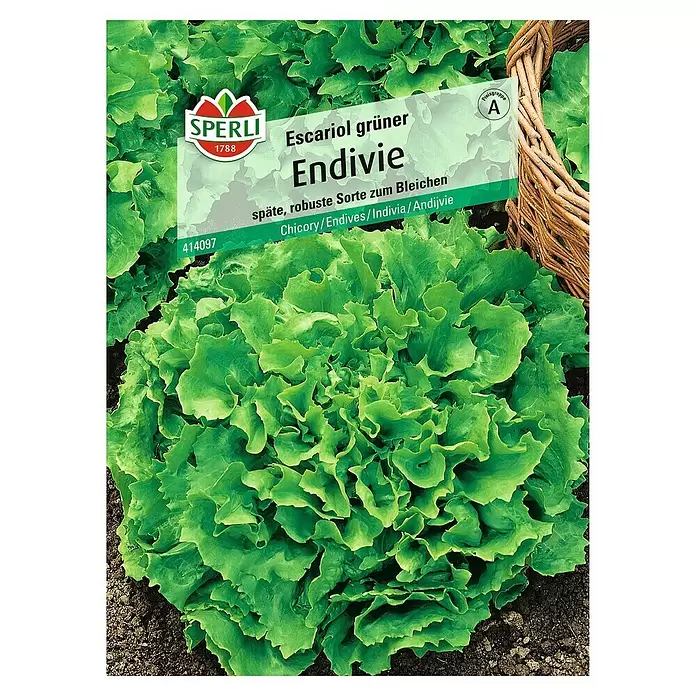 Sperli Salatsamen Endivie Escariol grüner - Cichorium endivia, Erntezeit: September - Vorderansicht