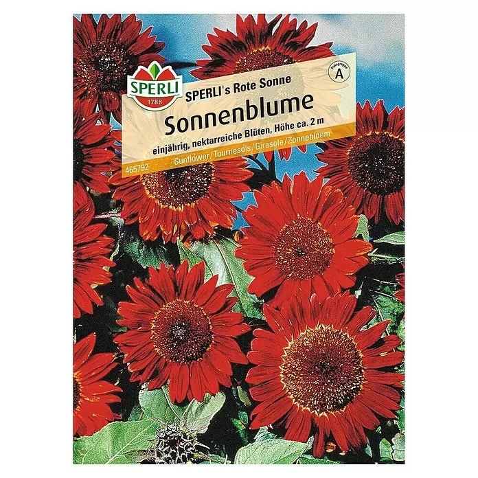 Sperli Blumensamen Sonnenblume - Rote Sonne, Helianthus annuus, Blütezeit: August - Vorderansicht