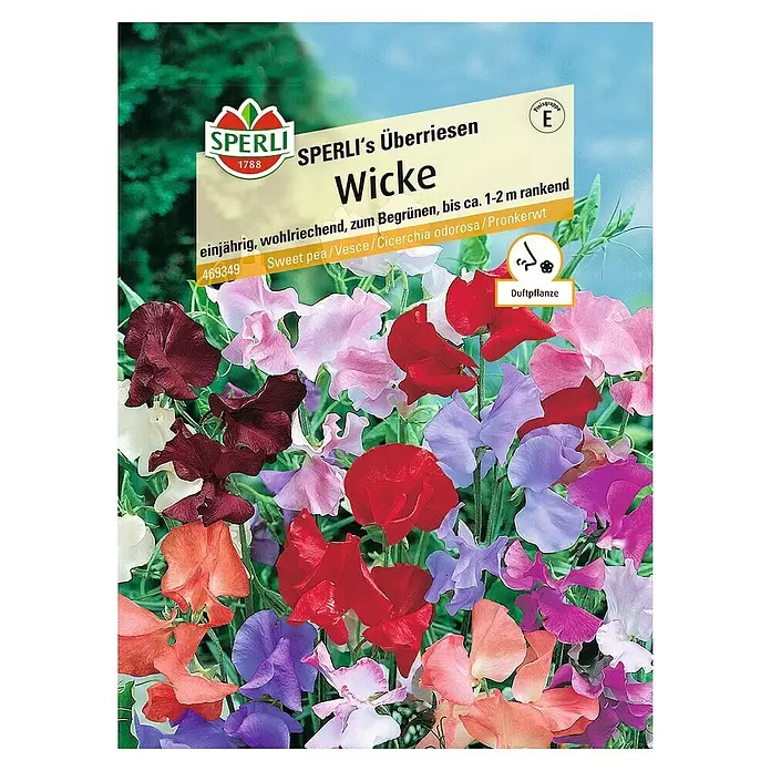 Sperli Blumensamen Wicke - Lathyrus latifolius, Blütezeit: Juni - Vorderansicht