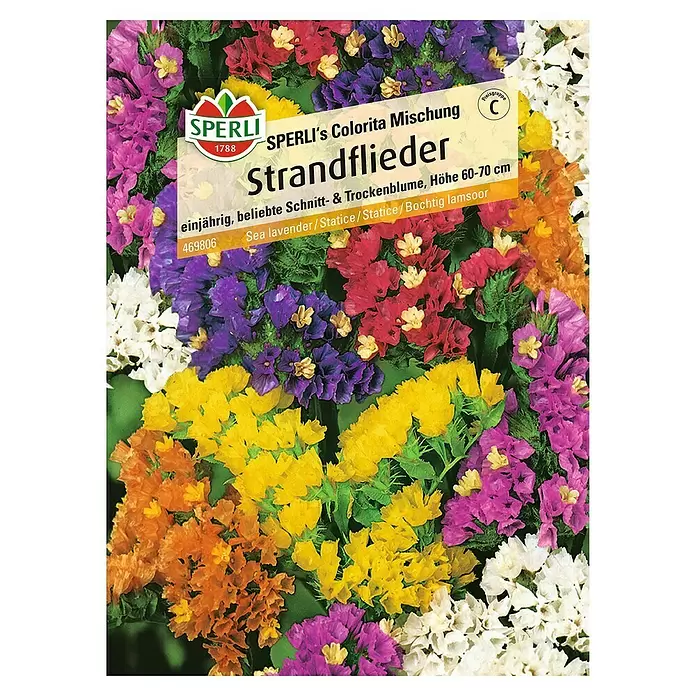 Sperli Blumensamen Strandflieder - Limonium sinuatum, Blütezeit: Juli - Vorderansicht