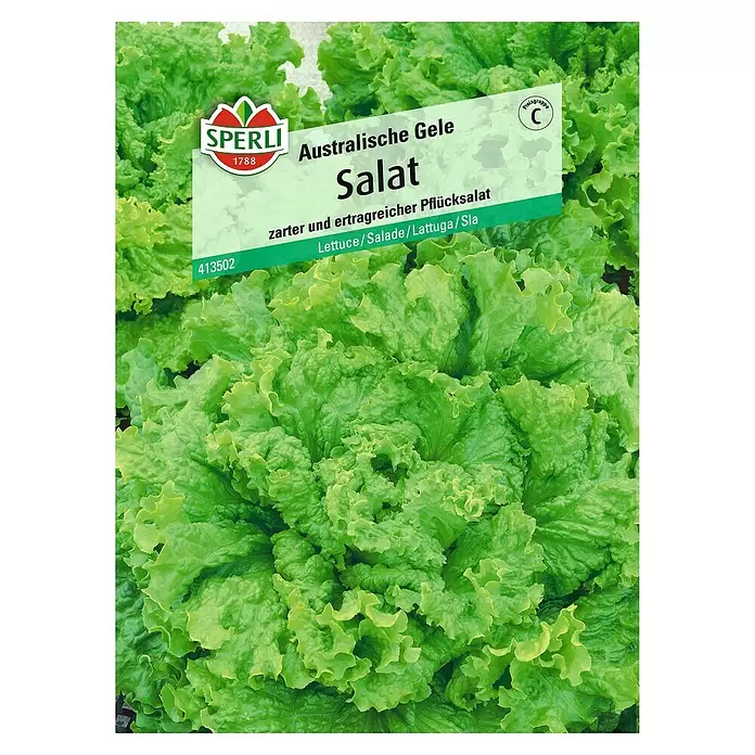 Sperli Salatsamen Pflücksalat - Australische Gele, Lactuca sativa, Erntezeit: Mai - Vorderansicht