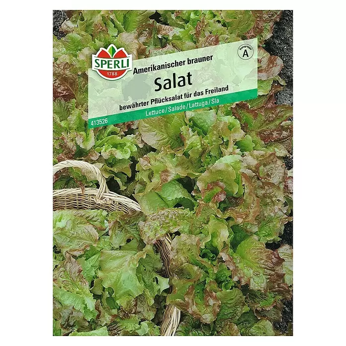 Sperli Salatsamen Pflücksalat - Amerikanischer brauner, Lactuca sativa, Erntezeit: Mai - Vorderansicht