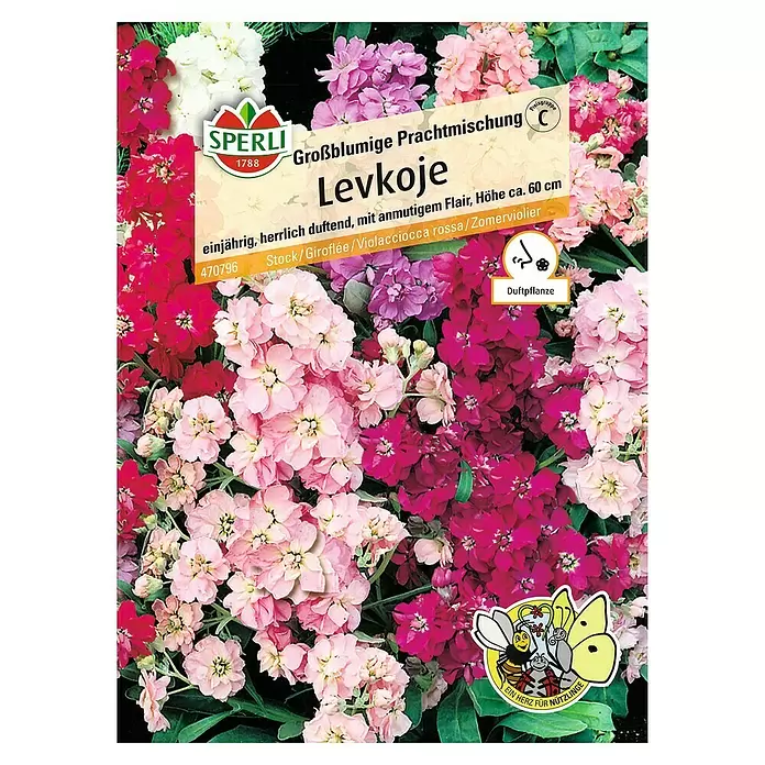 Sperli Blumensamen Levkoje - Matthiola incana, Blütezeit: Juli - Vorderansicht