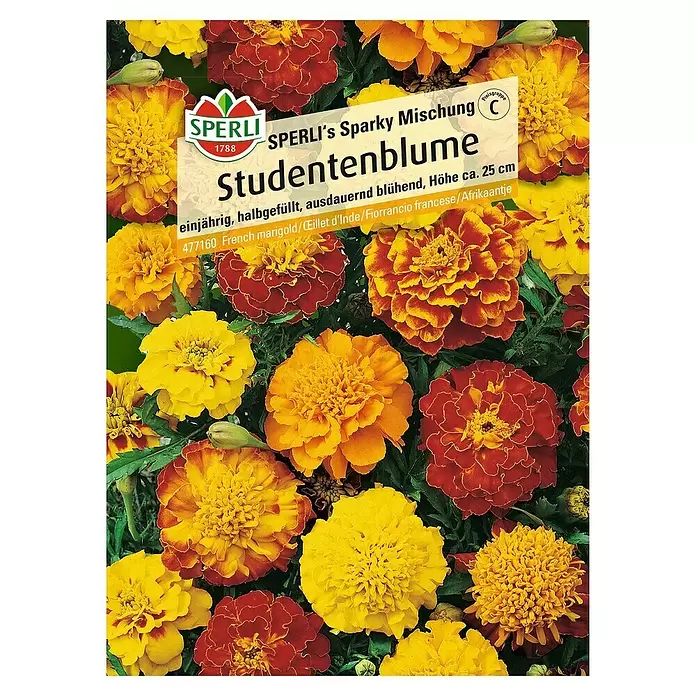 Sperli Blumensamen Studentenblume - Tagetes erecta, Blütezeit: Mai - Vorderansicht