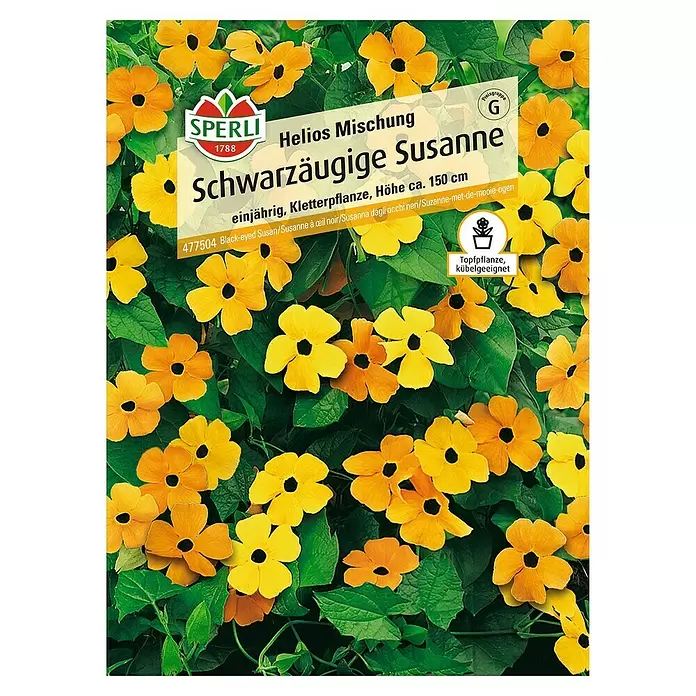 Sperli Blumensamen Schwarzäugige Susanne - Thunbergia alata, Blütezeit: Mai - Vorderansicht