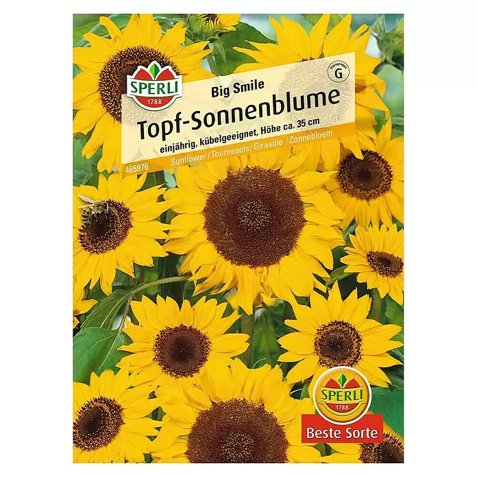 Sperli Blumensamen Sonnenblume - Big Smile, Helianthus annuus, Blütezeit: Juli - Vorderansicht
