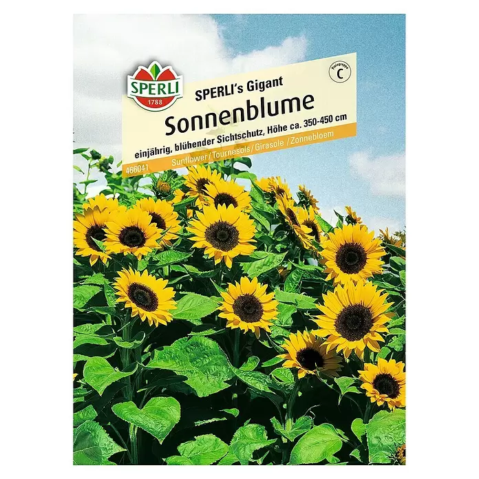 Sperli Blumensamen Sonnenblume - Sperli's Gigant, Helianthus annuus, Blütezeit: August - Vorderansicht