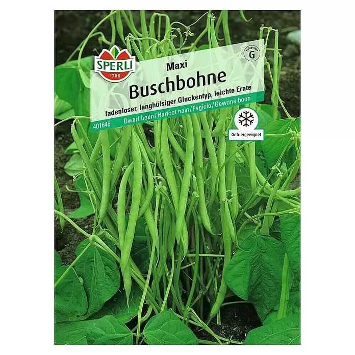 Sperli Gemüsesamen Buschbohne - Maxi, Phaseolus vulgaris var. nanus, Erntezeit: Juli - Vorderansicht