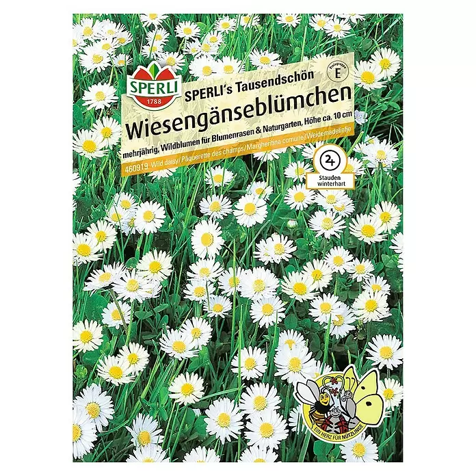 Sperli Blumensamen Wiesengänseblümchen - Bellis perennis, Blütezeit: März - Vorderansicht