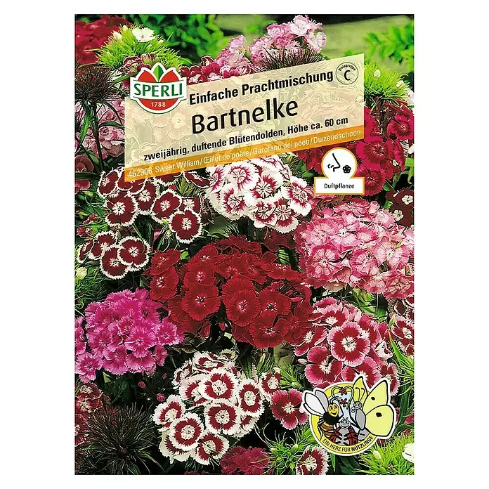 Sperli Blumensamen Bartnelke Prachtmischung - Dianthus barbatus, Blütezeit: Juli - Vorderansicht