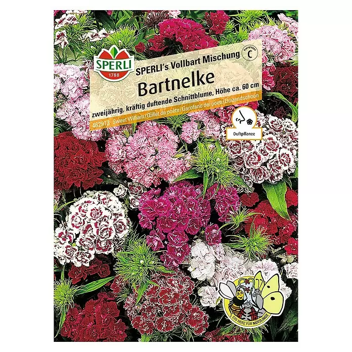 Sperli Blumensamen Bartnelke Vollbart-Mischung - Dianthus caryophyllus, Blütezeit: Juli - Vorderansicht