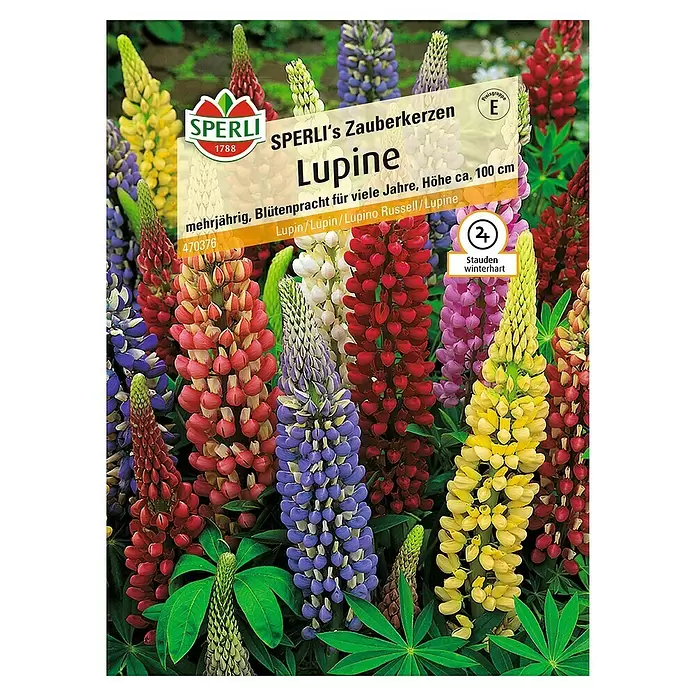Sperli Blumensamen Lupine - Lupinus polyphyllus, Blütezeit: Juni - Vorderansicht